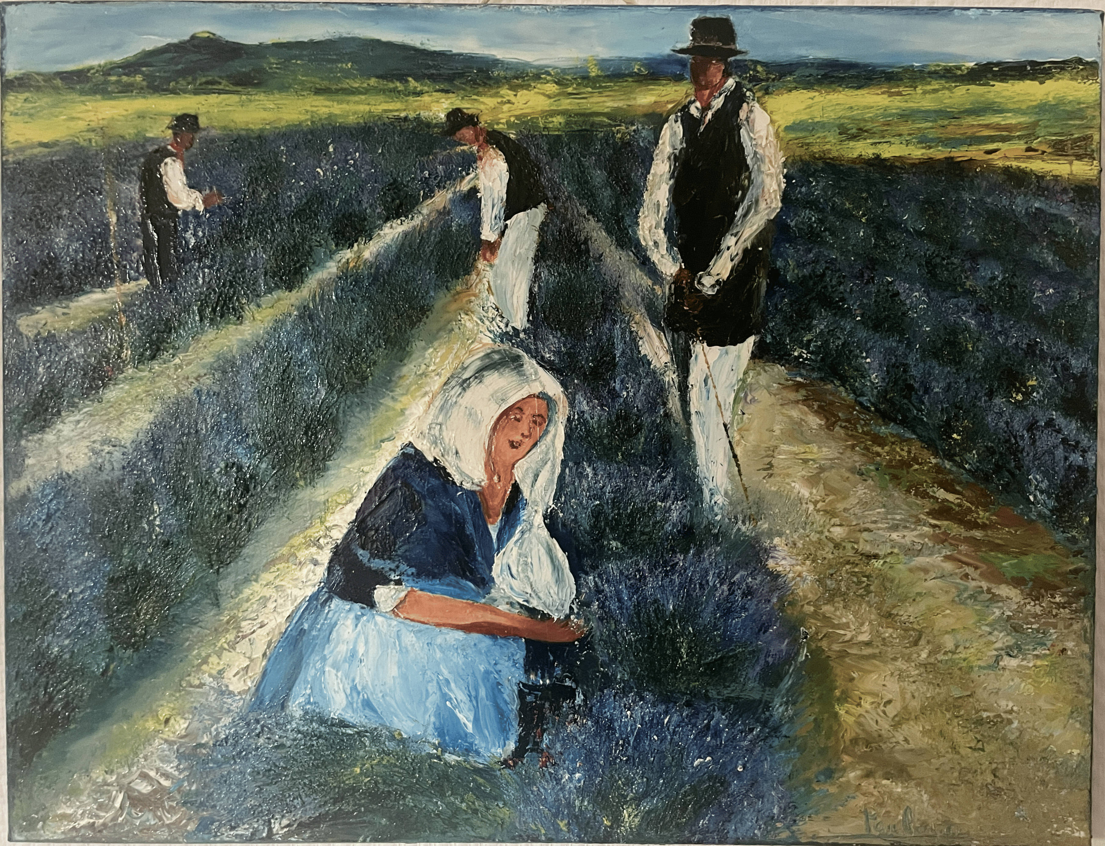 Culture de lavande